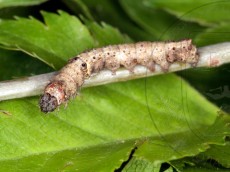 Allophyes oxyacanthae_линька III-IV_2